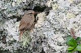 Pacific Wren